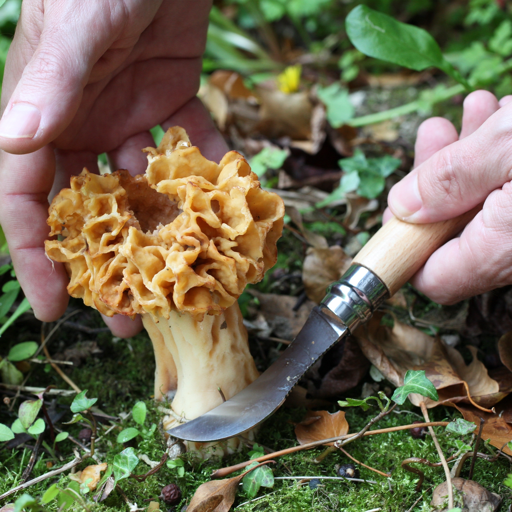 Opinel - Mushroom knife with brush No 08 - 20 cm - nature